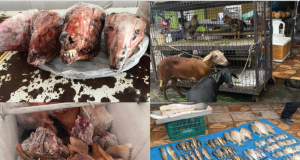 Polícia Civil prende dona de frigorífico por maus-tratos a animais e venda de pescado em período de defesoA mulher vendia animais abatidos, além de manter animais vivos em condições de maus-tratos. Polícia Civil prende dona de frigorífico por maus-tratos a animais e venda de pescado em período de defeso