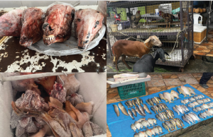 Polícia Civil prende dona de frigorífico por maus-tratos a animais e venda de pescado em período de defesoA mulher vendia animais abatidos, além de manter animais vivos em condições de maus-tratos. Polícia Civil prende dona de frigorífico por maus-tratos a animais e venda de pescado em período de defeso