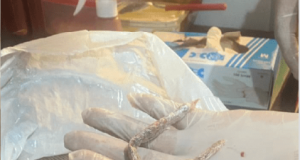 Dupla é presa ao tentar entregar drogas escondidas em peixes para detento em BarcelosEles foram autuados por tráfico de drogas e associação para o tráfico. Dupla é presa ao tentar entregar drogas escondidas em peixes para detento em Barcelos