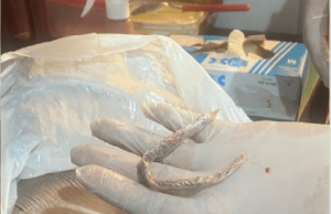 Dupla é presa ao tentar entregar drogas escondidas em peixes para detento em BarcelosEles foram autuados por tráfico de drogas e associação para o tráfico. Dupla é presa ao tentar entregar drogas escondidas em peixes para detento em Barcelos