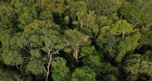 Instituições financeiras têm baixo desempenho em sustentabilidadeBaixas pontuações refletem a relevância da pauta socioambiental. Instituições financeiras têm baixo desempenho em sustentabilidade