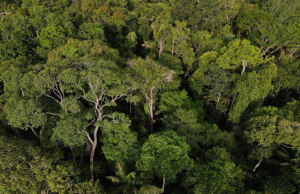 Instituições financeiras têm baixo desempenho em sustentabilidadeBaixas pontuações refletem a relevância da pauta socioambiental. Instituições financeiras têm baixo desempenho em sustentabilidade