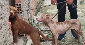 Homem é preso por maus-tratos contra dois cachorros na zona norte de ManausUm deles estava extremamente magro, com sarna, e o outro tinha a orelha cortada, além de estarem em um ambiente precário. Homem é preso por maus-tratos contra dois cachorros na zona norte de Manaus