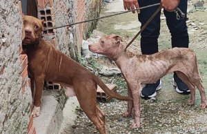 Homem é preso por maus-tratos contra dois cachorros na zona norte de ManausUm deles estava extremamente magro, com sarna, e o outro tinha a orelha cortada, além de estarem em um ambiente precário. Homem é preso por maus-tratos contra dois cachorros na zona norte de Manaus