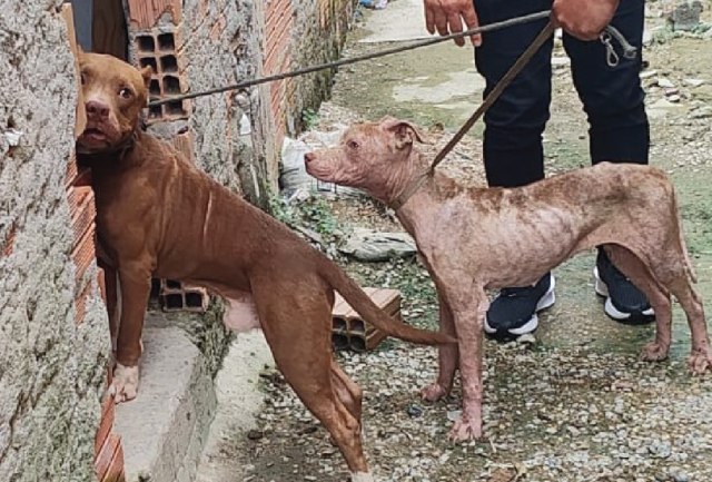 Homem é preso por maus-tratos contra dois cachorros na zona norte de Manaus