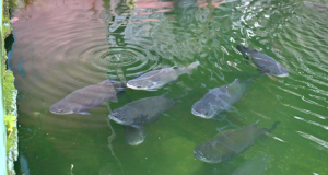 Ipaam multa em R$ 140 mil homem por criar tartarugas, pirarucus e tambaquis ilegalmente em casa no Parque DezAo todo, fiscais do Instituto encontraram no local 23 tambaquis, 20 tartarugas e 4 pirarucus. Ipaam multa em R$ 140 mil homem por criar tartarugas, pirarucus e tambaquis ilegalmente em casa no Parque Dez