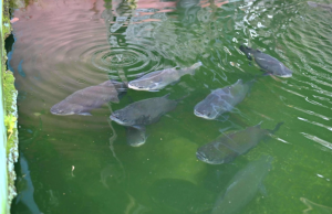 Ipaam multa em R$ 140 mil homem por criar tartarugas, pirarucus e tambaquis ilegalmente em casa no Parque DezAo todo, fiscais do Instituto encontraram no local 23 tambaquis, 20 tartarugas e 4 pirarucus. Ipaam multa em R$ 140 mil homem por criar tartarugas, pirarucus e tambaquis ilegalmente em casa no Parque Dez