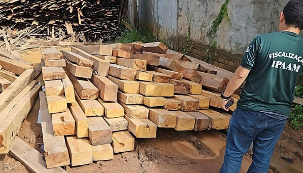 Madeireiras irregulares em Manacapuru são multadas em mais de R$ 1 milhão durante ação do Ipaam e Batalhão Ambiental 4 Madeireiras irregulares em Manacapuru são multadas em mais de R$ 1 milhão durante ação do Ipaam e Batalhão Ambiental