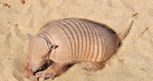 Pesquisadores investigam ‘sumiço’ dos tatuís na costa brasileiraAnimais podem ser considerados bioindicadores de qualidade das praias. Pesquisadores investigam 'sumiço' dos tatuís na costa brasileira