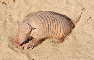 Pesquisadores investigam ‘sumiço’ dos tatuís na costa brasileiraAnimais podem ser considerados bioindicadores de qualidade das praias. Pesquisadores investigam 'sumiço' dos tatuís na costa brasileira