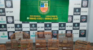 Após denúncia, Polícia Militar flagra comércio ilegal de aves silvestres em feiraDez aves foram apreendidas durante a ocorrência. Após denúncia, Polícia Militar flagra comércio ilegal de aves silvestres em feira