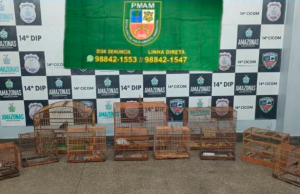 Após denúncia, Polícia Militar flagra comércio ilegal de aves silvestres em feiraDez aves foram apreendidas durante a ocorrência. Após denúncia, Polícia Militar flagra comércio ilegal de aves silvestres em feira
