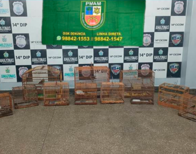 Após denúncia, Polícia Militar flagra comércio ilegal de aves silvestres em feira Após denúncia, Polícia Militar flagra comércio ilegal de aves silvestres em feira