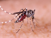 Brasil ultrapassa 1 milhão de casos prováveis de dengue em 2025 Brasil ultrapassa 1 milhão de casos prováveis de dengue em 2025