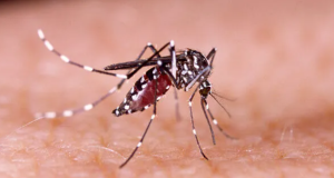 Brasil ultrapassa 1 milhão de casos prováveis de dengue em 2025País contabiliza ainda 668 mortes confirmadas pela doença. Brasil ultrapassa 1 milhão de casos prováveis de dengue em 2025
