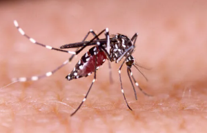 Brasil ultrapassa 1 milhão de casos prováveis de dengue em 2025País contabiliza ainda 668 mortes confirmadas pela doença. Brasil ultrapassa 1 milhão de casos prováveis de dengue em 2025