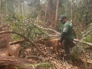 Ipaam encerra período de Defeso Florestal 2026 nesta sexta-feira em todo o estado Ipaam encerra período de Defeso Florestal 2026 nesta sexta-feira em todo o estado