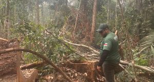 Ipaam encerra período de Defeso Florestal 2026 nesta sexta-feira em todo o estadoManejo florestal sustentável poderá ser retomado em áreas licenciadas a partir de sábado. Ipaam encerra período de Defeso Florestal 2026 nesta sexta-feira em todo o estado