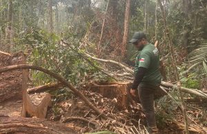 Ipaam encerra período de Defeso Florestal 2026 nesta sexta-feira em todo o estadoManejo florestal sustentável poderá ser retomado em áreas licenciadas a partir de sábado. Ipaam encerra período de Defeso Florestal 2026 nesta sexta-feira em todo o estado