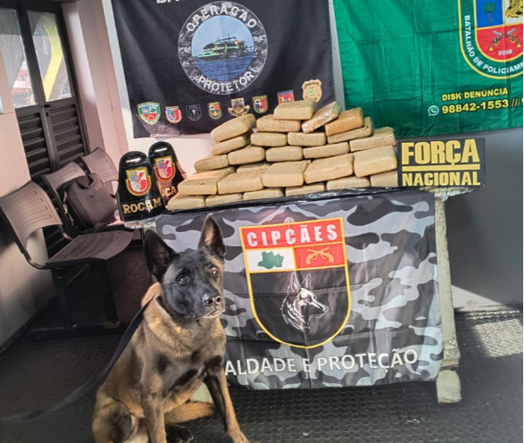 Base Arpão 2: Forças de Segurança apreende 37 quilos de skunk escondidos em sacas de farinha