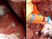 Bombeiros brasileiros salvam cachorrinho em meio a escombros na Venezuela; veja o vídeo Bombeiros brasileiros salvam cachorrinho em meio a escombros na Venezuela; veja o vídeo