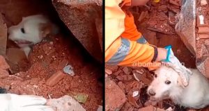 Bombeiros brasileiros salvam cachorrinho em meio a escombros na Venezuela; veja o vídeoEm meio à destruição, resgate de animal por equipe brasileira se torna símbolo de esperança em missão humanitária. Bombeiros brasileiros salvam cachorrinho em meio a escombros na Venezuela; veja o vídeo
