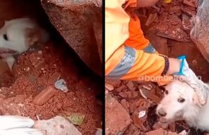 Bombeiros brasileiros salvam cachorrinho em meio a escombros na Venezuela; veja o vídeoEm meio à destruição, resgate de animal por equipe brasileira se torna símbolo de esperança em missão humanitária. Bombeiros brasileiros salvam cachorrinho em meio a escombros na Venezuela; veja o vídeo
