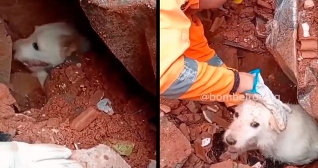 Bombeiros brasileiros salvam cachorrinho em meio a escombros na Venezuela; veja o vídeo