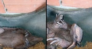 Vídeo de um tatu-bola dormindo em pneu encanta a internet e viraliza nas redes sociaisAnimal foi flagrado dormindo de barriga para cima em um pneu no Maranhão e divertiu internautas com a reação ao ser acordado. Vídeo de um tatu-bola dormindo em pneu encanta a internet e viraliza nas redes sociais